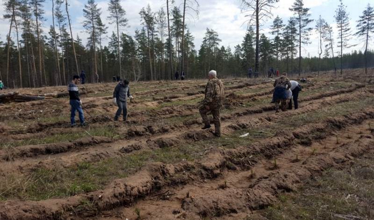 По инициативе РДУМСО прошла экологическая акция, приуроченная к Всероссийскому дню посадки леса
